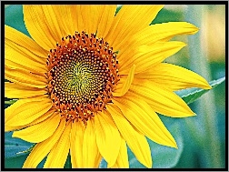 Słonecznik, Kwiat
