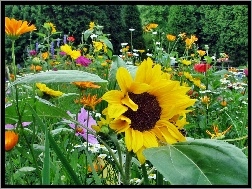 Ogród, Słonecznik, Kwiatki