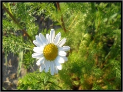 Rumianku, Słoneczny, Kwiat