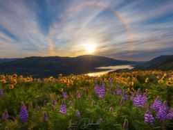 Żółte, Rezerwat przyrody Columbia River Gorge, Słoneczny blask, Balsamorhiza, Stan Waszyngton, Góry Kaskadowe, Rzeka Kolumbia, Kwiaty, Stany Zjednoczone, Łubin, Łąka