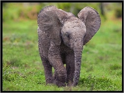 Słoniątko