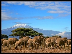 Góry, Słonie, Baobab