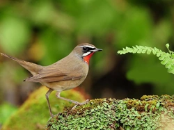 Ptak, Słowiczek rubinowy, Kamień, Paproć