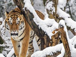 Śnieg, Tygrys, Drzewo