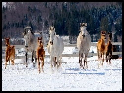 Snieg, Źrebaki, Konie, Bieg