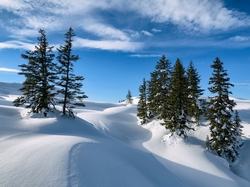 Zaspy śnieżne, Drzewa, Świerki, Śnieg, Zima, Góry