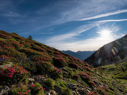 Park Narodowy Vall de Sorteny, Pireneje, Wschód słońca, Kwiaty, Ordino, Andora, Łąka, Góry, Roślinność