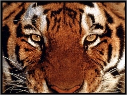 Spojrzenie, Tygrysa