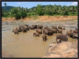 Sri Lanka, Rzeka, Słonie, Kąpiel