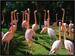 Stado, Flamingi, Czerwonaki, Różowe