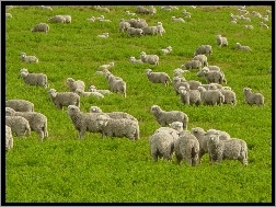 Stado, Owiec
