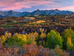 Stan Kolorado, Jesień, Krzewy, Telluride, Las, Kolorowa, Drzewa, Roślinność, Góry, Stany Zjednoczone, San Juan Mountains