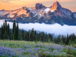 Mgła, Góry, Tatoosh Range, Stan Waszyngton, Stany Zjednoczone, Łąka, Park Narodowy Mount Rainier, Kwiaty