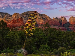 Agawa amerykańska, Oak Creek Canyon, Góry, Stany Zjednoczone, Arizona, Sedona, Drzewa