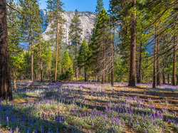 Łubin, Drzewa, Park Narodowy Yosemite, Góry, Stany Zjednoczone, Kalifornia, Las, Kwiaty