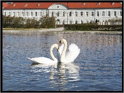 Łabędzi, Staw, Para