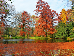 Drzewa, Miasto Segedyn, Jesień, Park, Ogród Botaniczny Szeged, Węgry, Staw