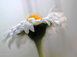 Kwiat, Stokrotka, Biały