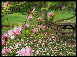 Stolik, Różowa, Ogród, Magnolia