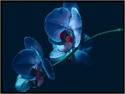 Storczyk, Orchidea, Kwiat, Niebieska