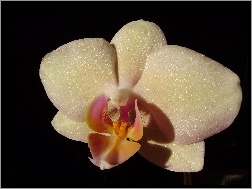 Storczyk, Phalaenopsis