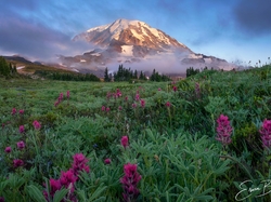 Stany Zjednoczone, Kwiaty, Łąka, Park Narodowy Mount Rainier, Stratowulkan Mount Rainier, Góry, Stan Waszyngton