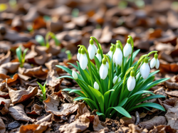Liście, Kwiaty, Przebiśniegi, Suche, Białe, AI