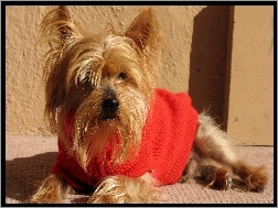 Sweterek, Terrier, Yorkshire, Czerwony