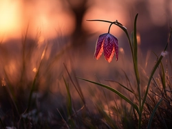 Kwiat, Szachownica kostkowata, Grafika AI