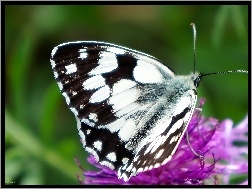 Szachownica, Motyl, Siedzący, Owad, Polowiec