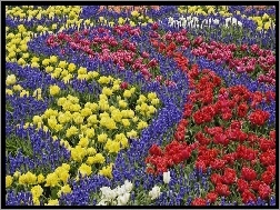 Szafirki, Kolorowe, Kwiaty, Tulipany