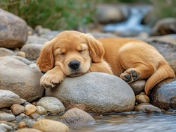 Kamienie, Szczeniak, Śpiący, Woda, Pies