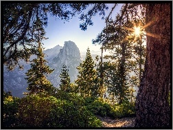 Góry, Stan Kalifornia, Drzewa, Szczyt Half Dome, Park Narodowy Yosemite, Stany Zjednoczone, Wschód słońca