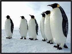 Śnieg, Sześć, Pingwinów