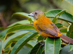 Liściaste, Ptak, Tanager szkarłatny, Gałązki, Samica
