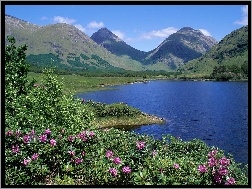Szkocja, Azalie, Jezioro, Góry
