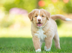 Retriever z Nowej Szkocji, Szczeniak, Trawa