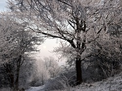 Szron, Drzewa, Zima, Śnieg