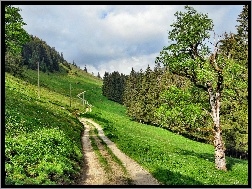 Szwajcaria, Zbocze, Droga, Drzewa