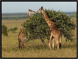 Tanzania, Sawanna, Żyrafy, Park Narodowy Serengeti