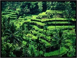 Bali, Tarasy, Uprawne
