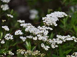 Tawuła japońska, Białe, Kwiaty