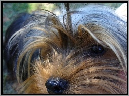 Yorkshire Terrier, Głowa