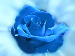 Tło niebieskie, Niebieska, Róża, Kwiat, Płatki