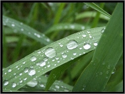 Deszczu, Trawa, Krople