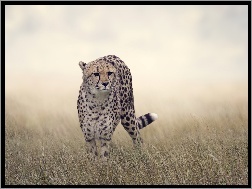 Trawa, Gepard