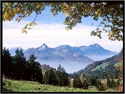 Trawa, Góry, Szwajcaria, Ibergeregg, Drzewa