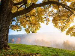 Trawa, Drzewa, Jesień, Mgła