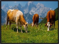 Trawa, Góry, Krowy, Alpy
