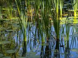 Staw, Trawa, Liście, Bagno, Odbicie